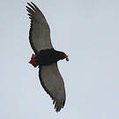 Bateleur des savanes