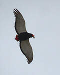 Bateleur des savanes