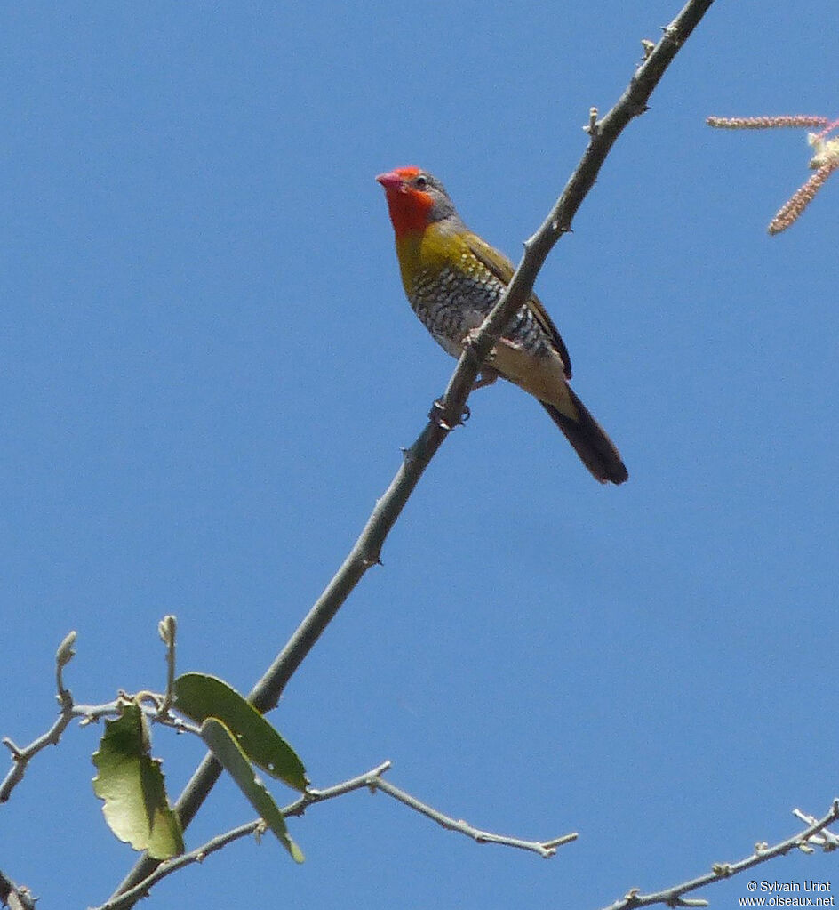 Green-winged Pytilia