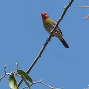 Green-winged Pytilia