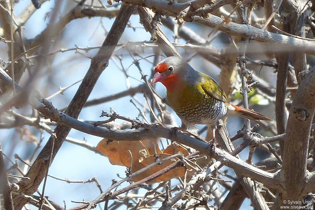 Green-winged Pytilia