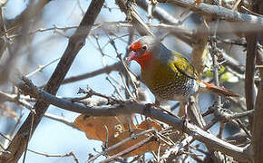 Green-winged Pytilia