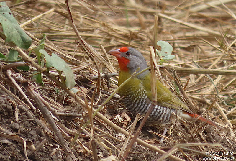 Green-winged Pytilia male adult