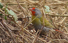 Green-winged Pytilia