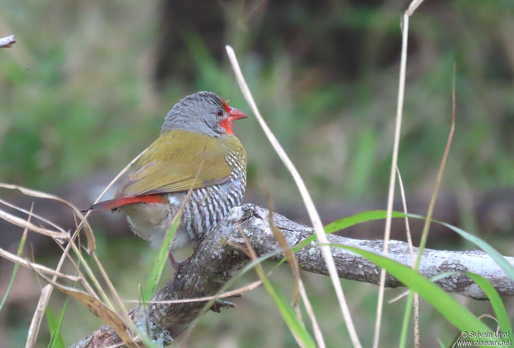 Green-winged Pytilia male adult