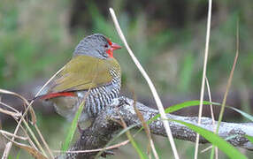 Green-winged Pytilia