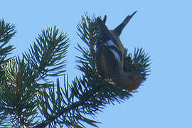 Two-barred Crossbill