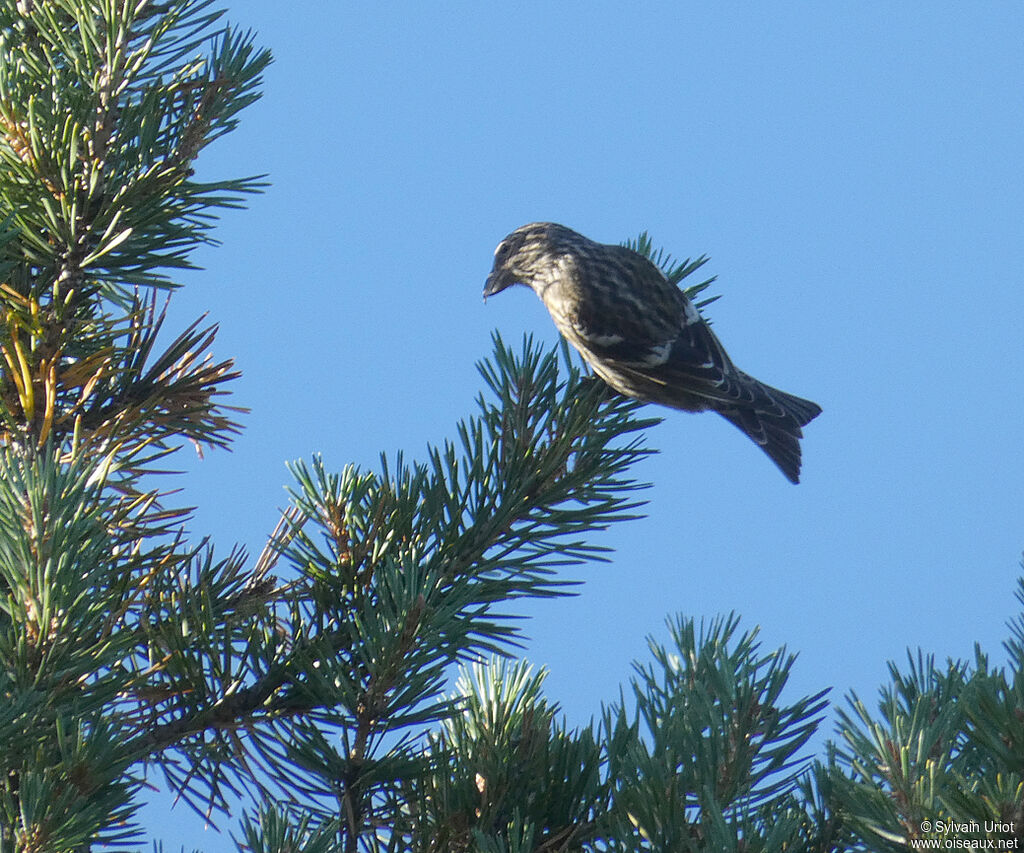 Bec-croisé bifasciéimmature