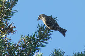 Two-barred Crossbill