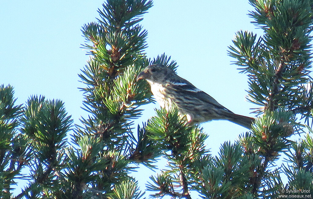 Bec-croisé bifasciéimmature