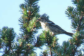 Two-barred Crossbill