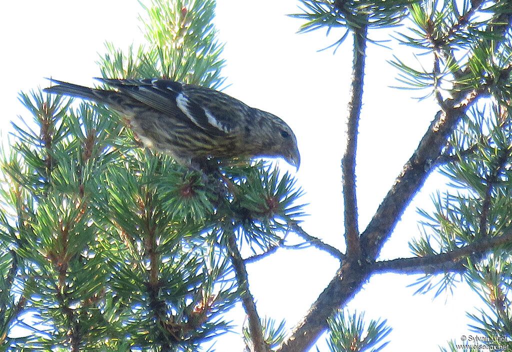 Bec-croisé bifasciéimmature