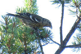 Two-barred Crossbill