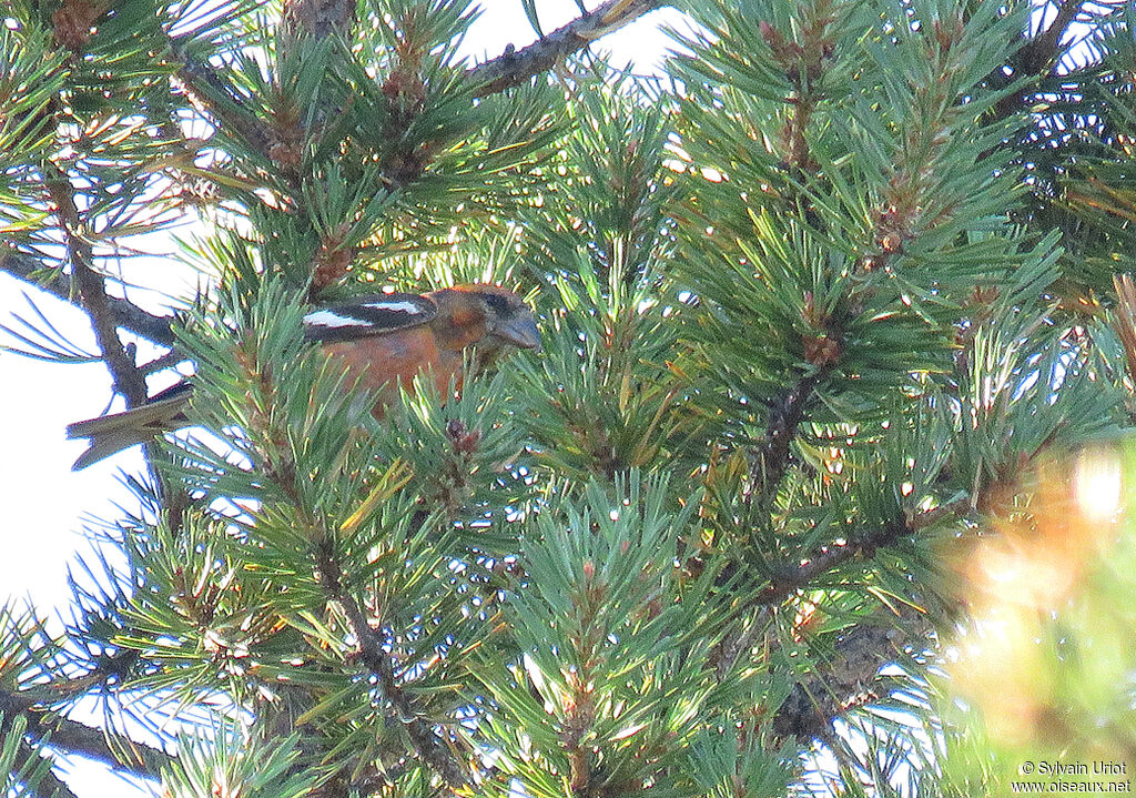 Two-barred Crossbill male adult