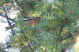 Two-barred Crossbill