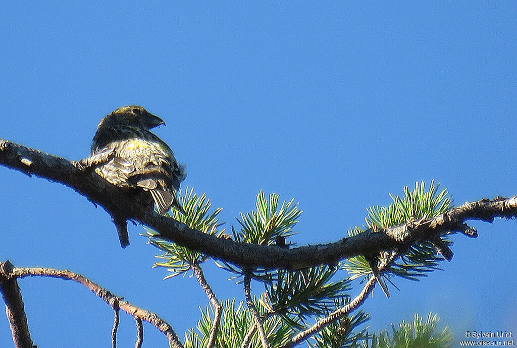 Red Crossbill female adult