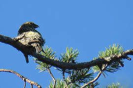 Red Crossbill