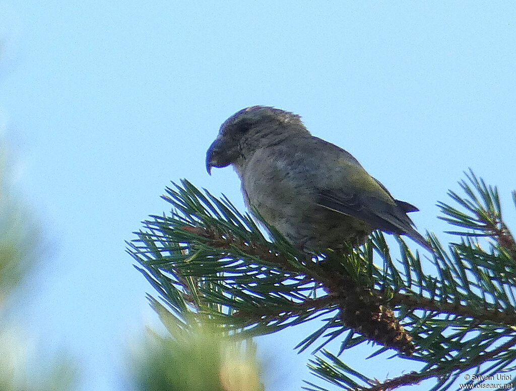 Parrot Crossbill female adult