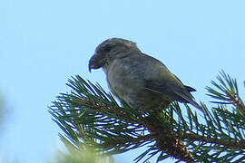 Parrot Crossbill