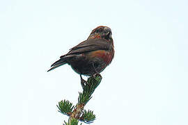 Parrot Crossbill