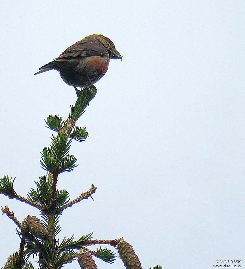 Parrot Crossbill male adult