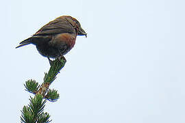 Parrot Crossbill