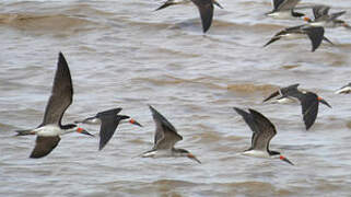 Black Skimmer