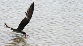 Black Skimmer