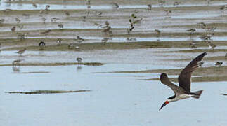 Black Skimmer