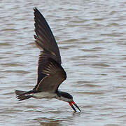 Black Skimmer