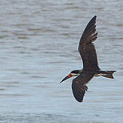 Black Skimmer