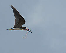 Black Skimmer