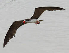 Black Skimmer