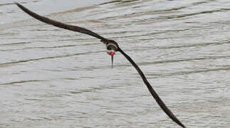 Black Skimmer