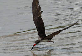 Black Skimmer