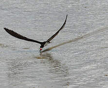 Black Skimmer