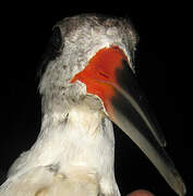 Black Skimmer