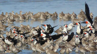 Black Skimmer