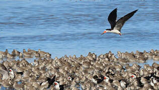 Black Skimmer