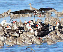 Black Skimmer