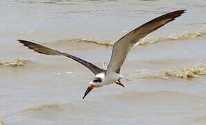 Black Skimmer