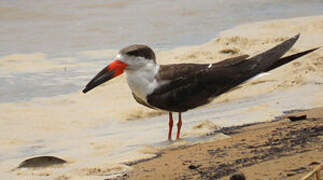 Black Skimmer