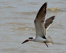 Black Skimmer