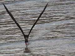 Black Skimmer