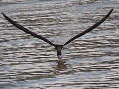 Black Skimmer