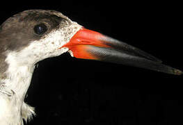 Black Skimmer