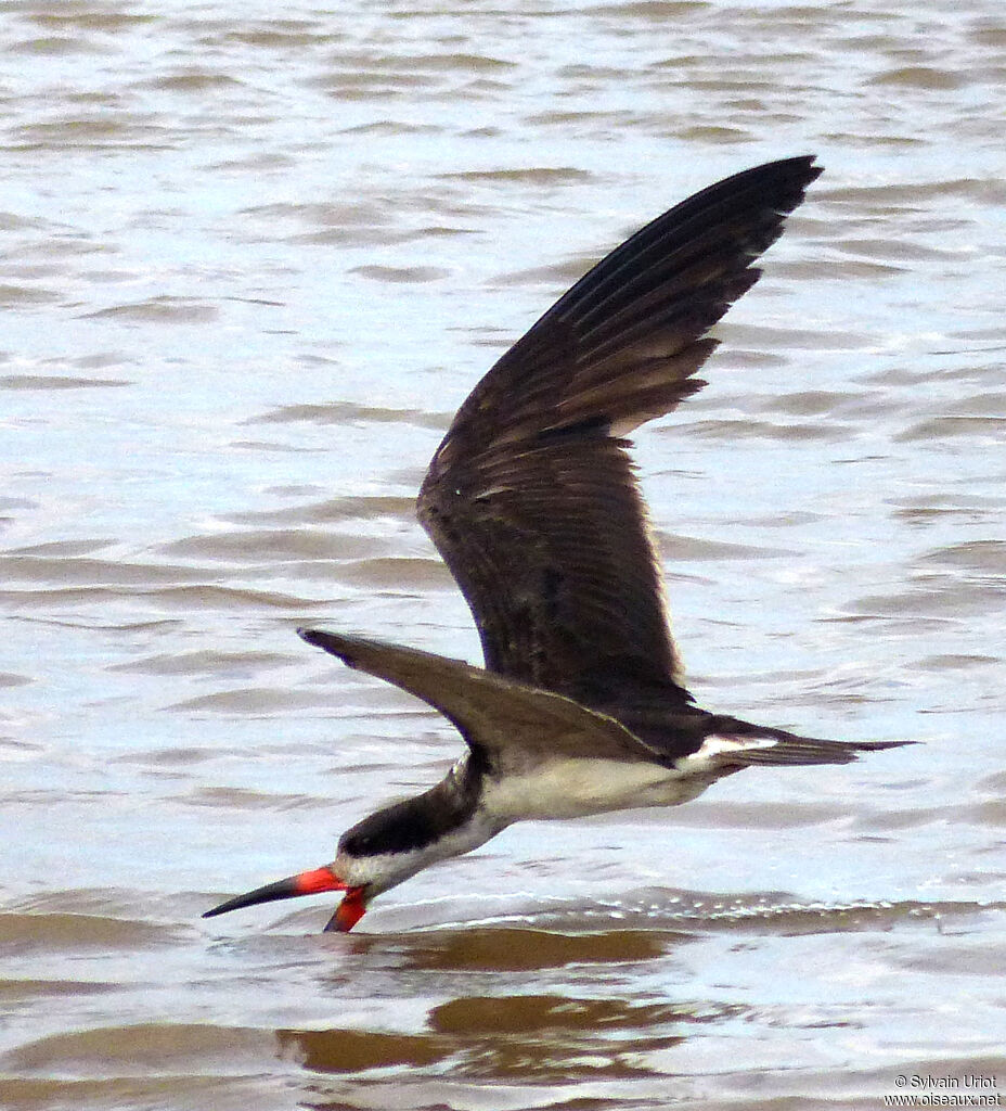 Black Skimmer