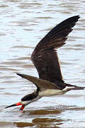 Black Skimmer