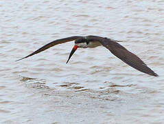 Black Skimmer