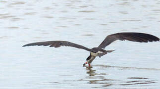 Black Skimmer